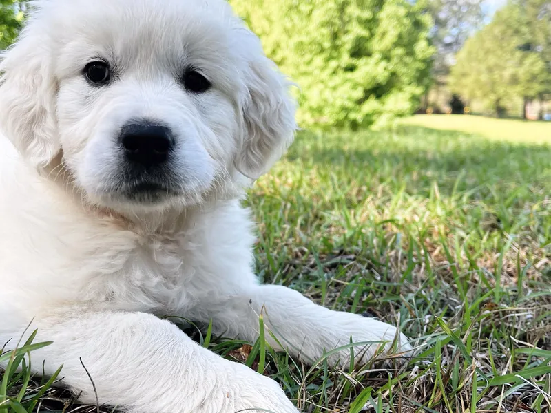 Hidden Creek Goldens