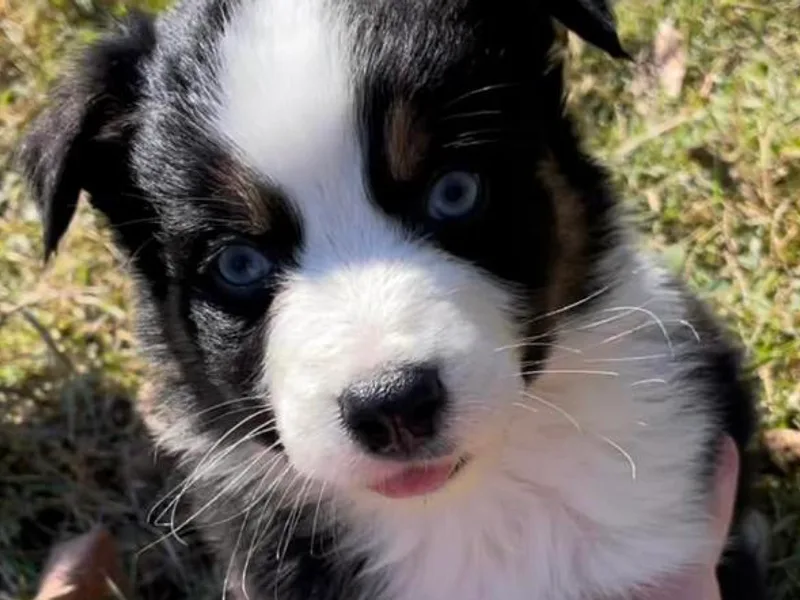 Hidden Creek Kennels