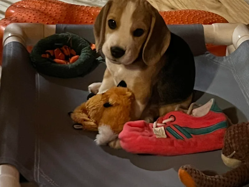 Hidden Dreams Beagles