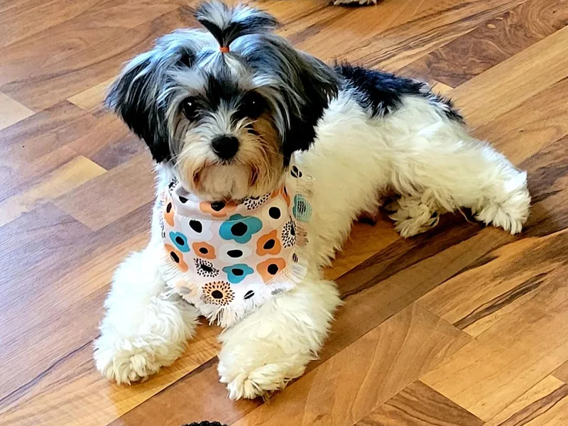 Hidden Gems Parti Yorkies