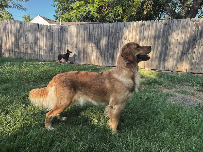 Hidden Groves Goldens
