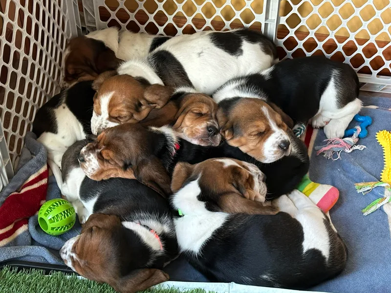Hidden Heart Basset Hounds