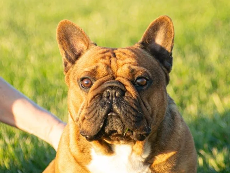 Hidden Hickories Farm