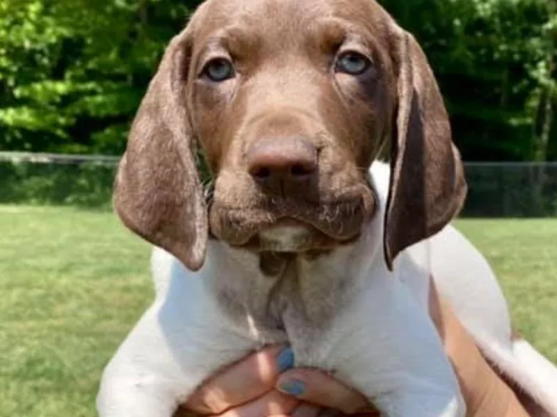 Hidden Hill Boarding Kennels
