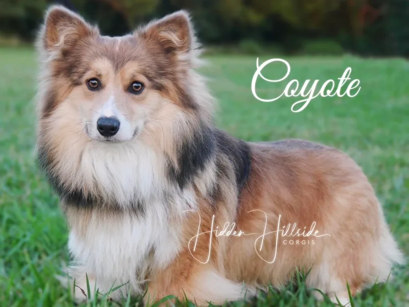 Hidden Hillsides Corgis