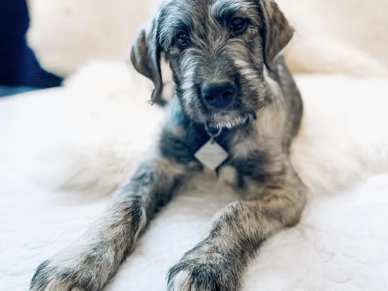Hidden Hollow Wolfhounds