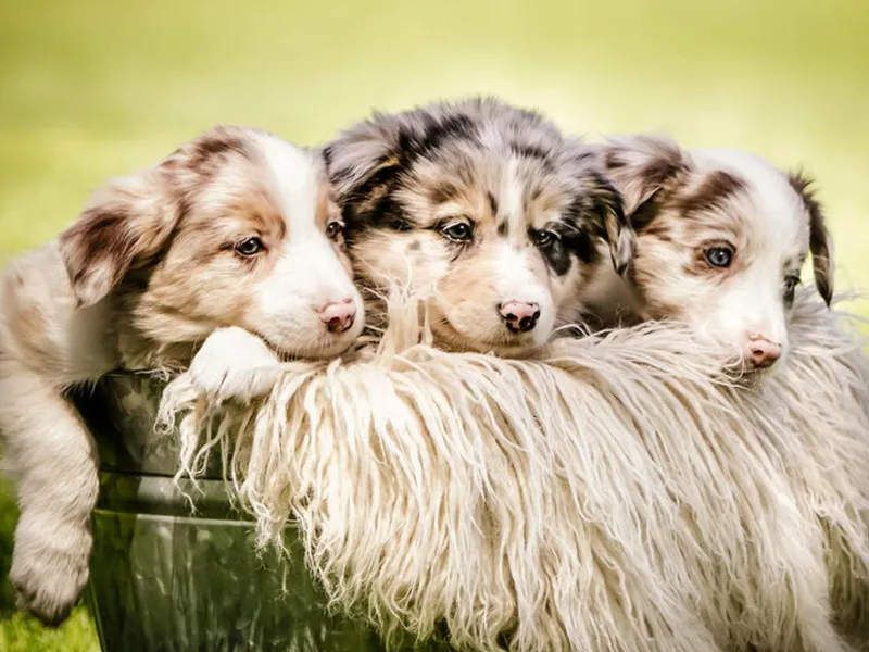 Hidden Meadows Livestock LLC