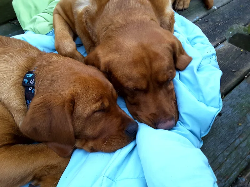 Hidden River Retrievers