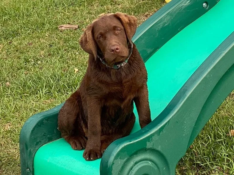 Hidden River Retrievers
