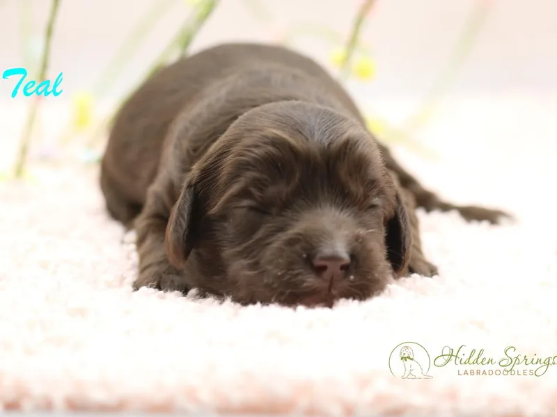 Hidden Springs Labradoodles