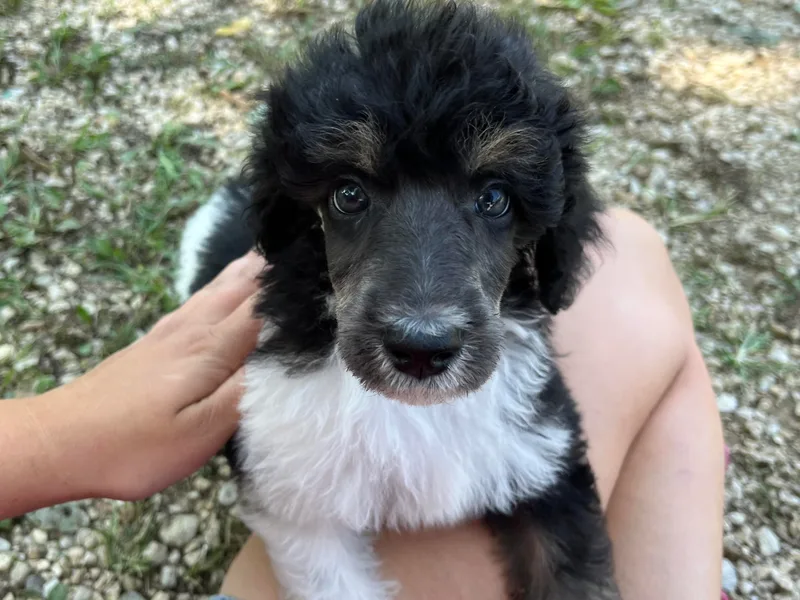 Hidden Springs Poodles LLC