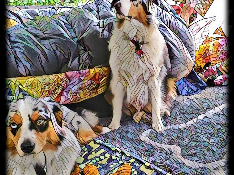 Hidden Treasure Australian Shepherd's