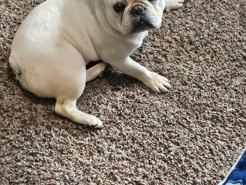 Hidden Treasure Frenchies