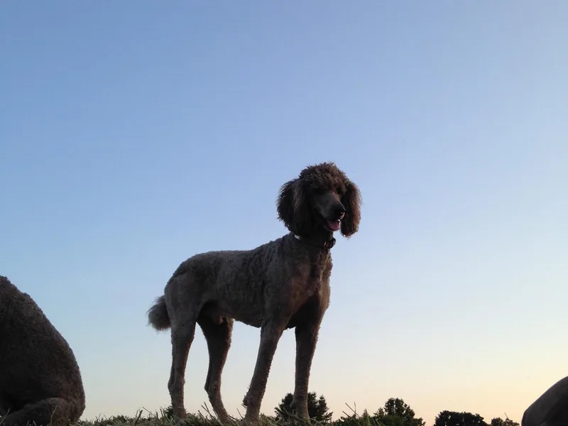 Hidden Treasures Farm LLC