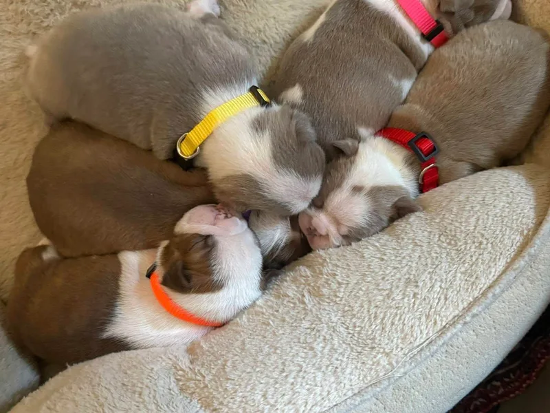 Hidden Valley Bostons