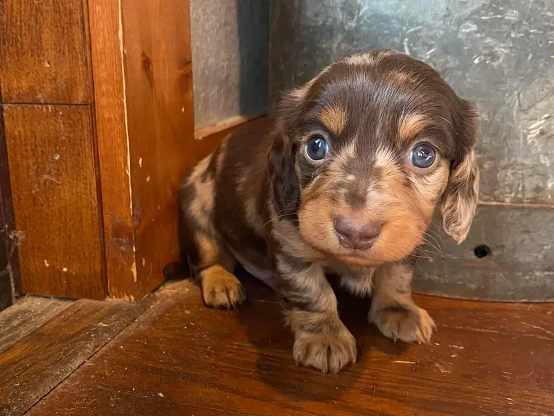 Hidden Valley Farms