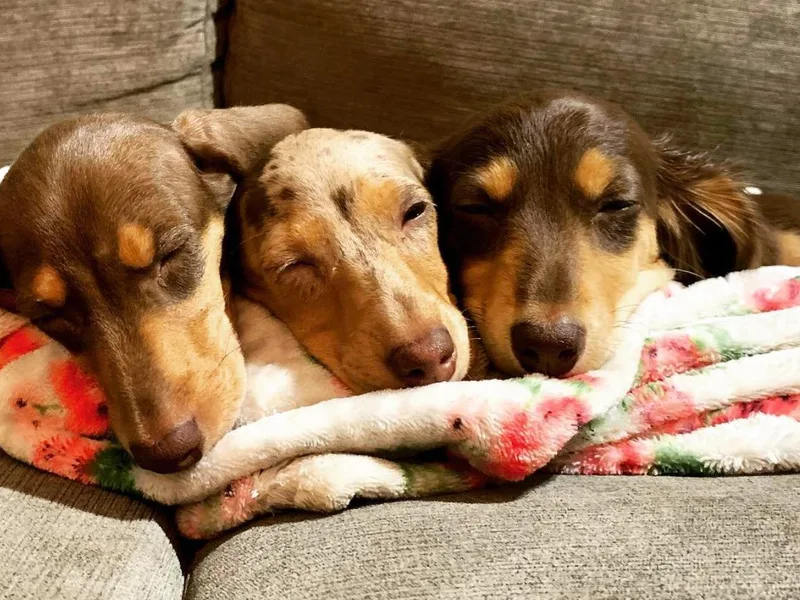 Hidden Valley Hounds