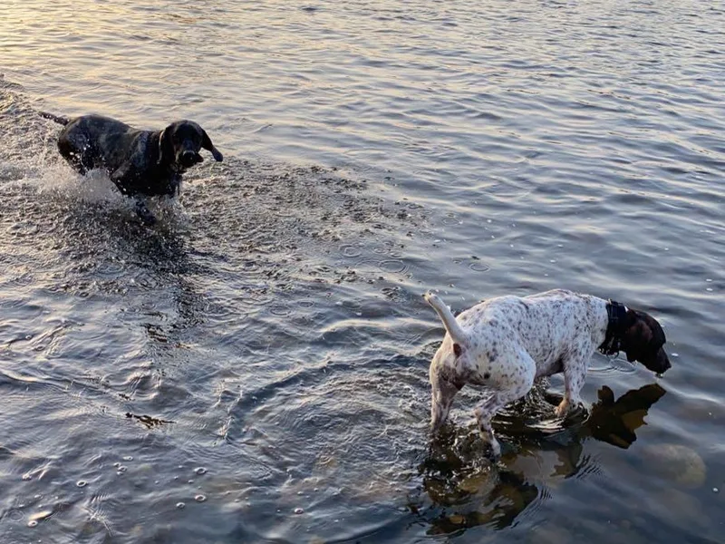 Hidden Valley Kennels