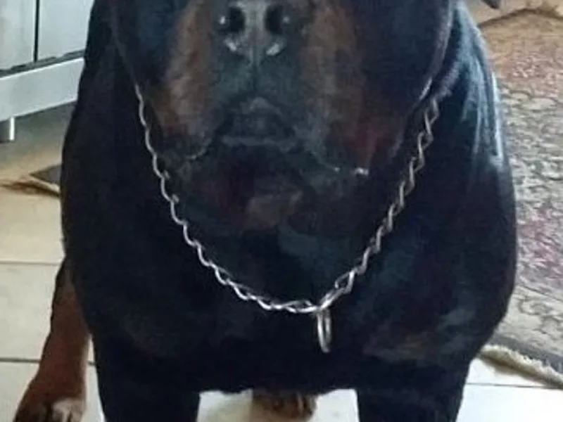 Hidden Valley Rottweilers - International-Champion Bloodline Pedigrees