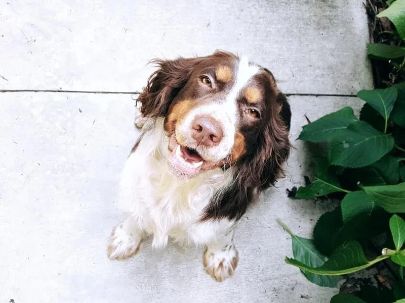 Hidden Valley Springers