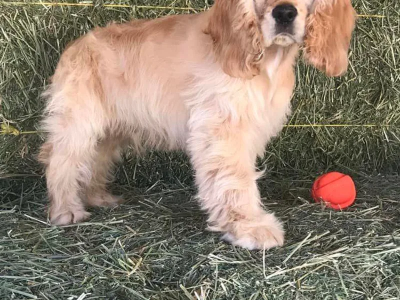 Hidden Vallies Cocker Spaniels