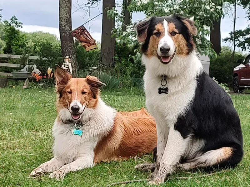 Hideaway Farm Scotch Collies