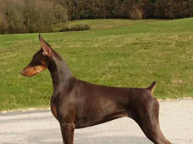 Hierarch Dobermans