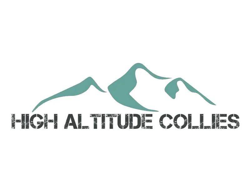 High Altitude Collies