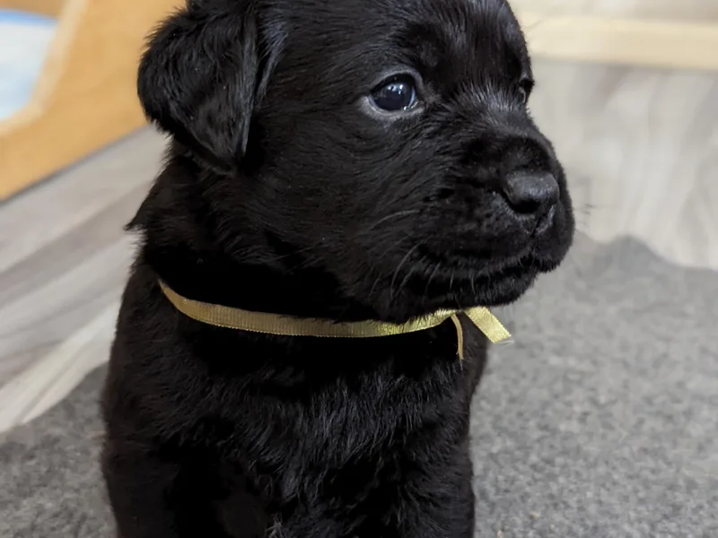 High Altitude Labradors