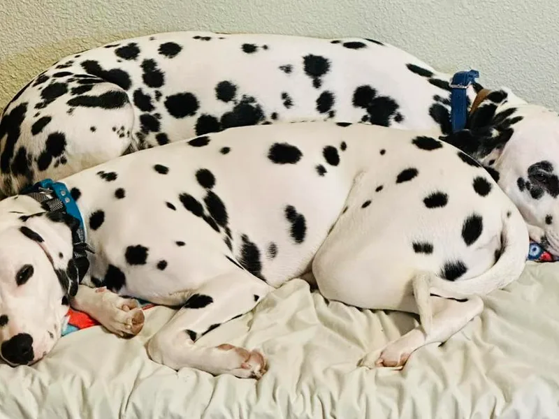 High Caliber Dalmatians