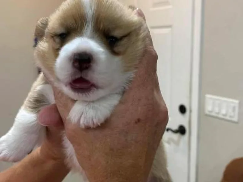 High Caliber Kennels