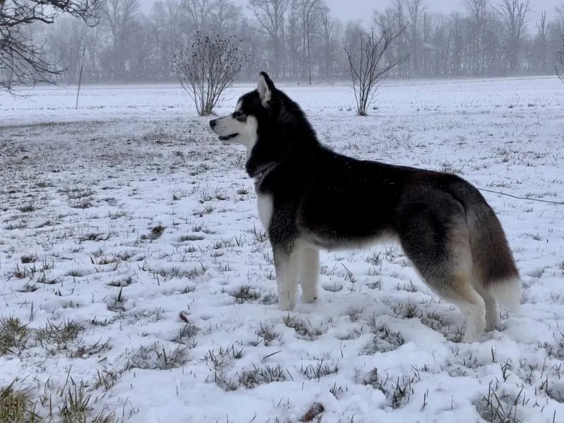 High caliber Siberian Husky