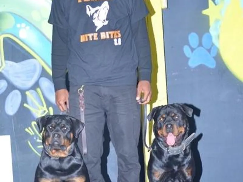 High Class Rotts photo 1