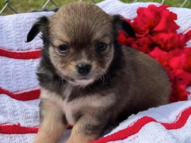 High Cotton Chihuahuas