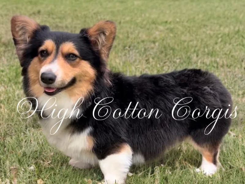 High Cotton Corgis
