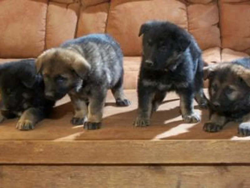 High Country German Shepherds