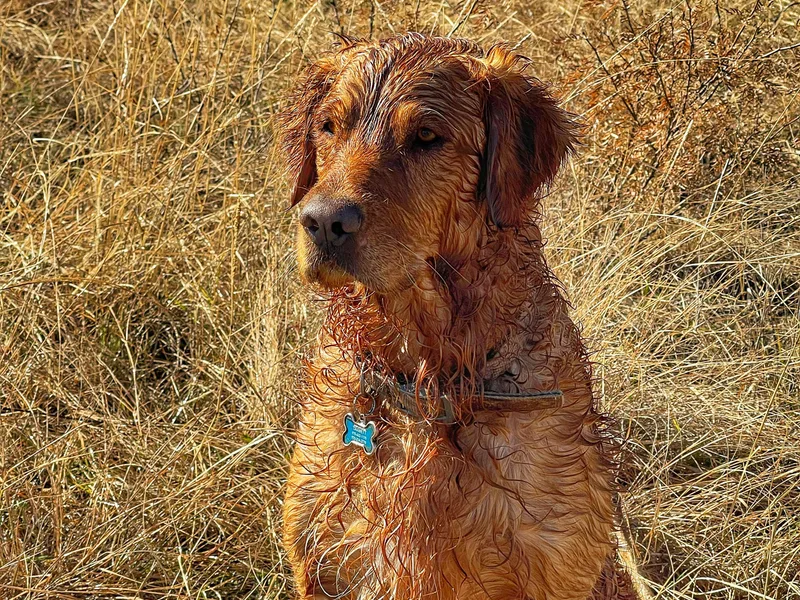 High Country Golden Retrievers