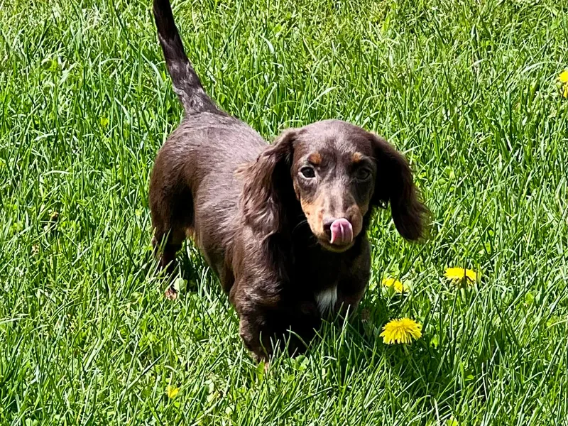 High Country Kennels