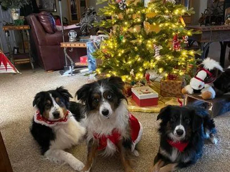 High Country Miniature American Shepherds