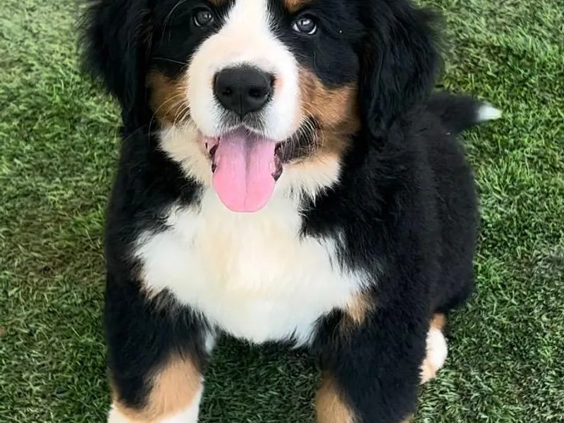 High Desert Bernese