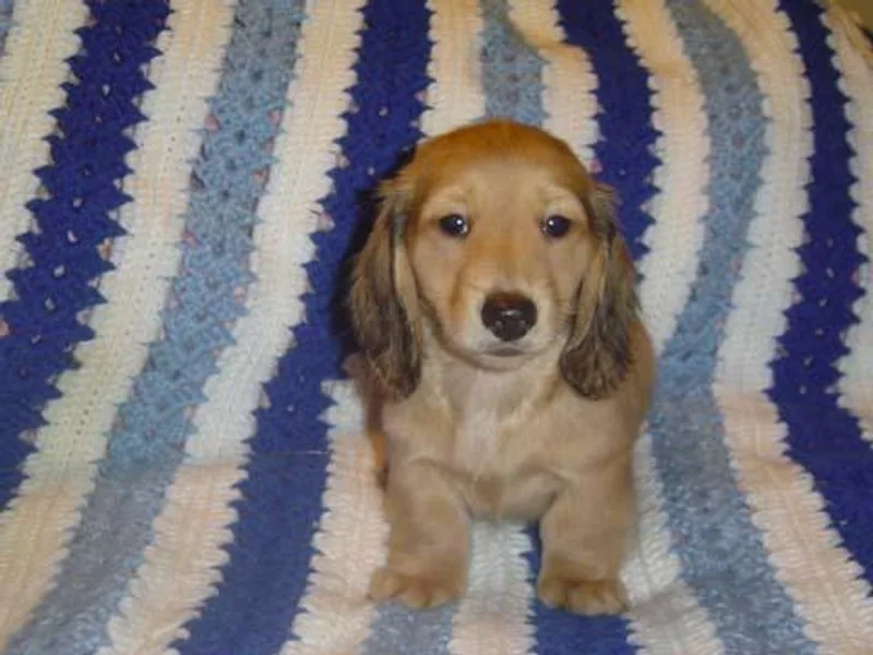 High Desert Doxies photo 1