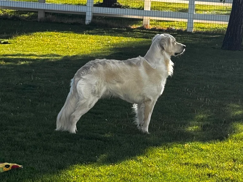 High Desert Goldens, LLC