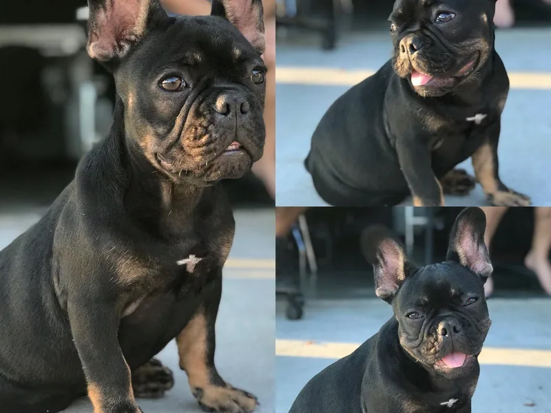 High Desert King Bullies
