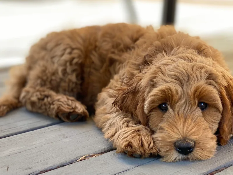 High Desert Labradoodles