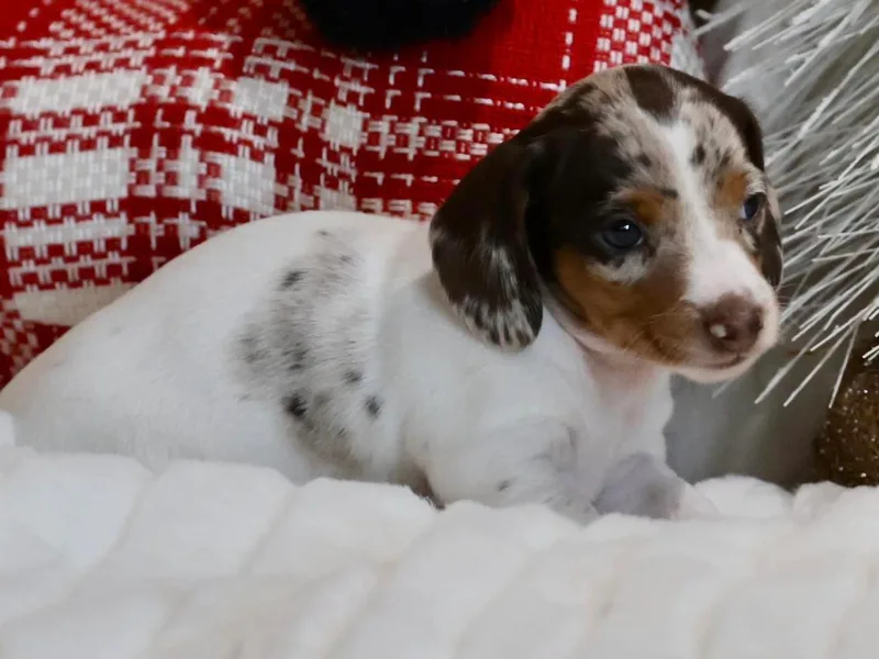 High Desert Mini Dachshunds