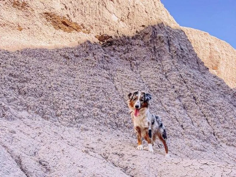 High Desert Orchard Miniature American Shepherds