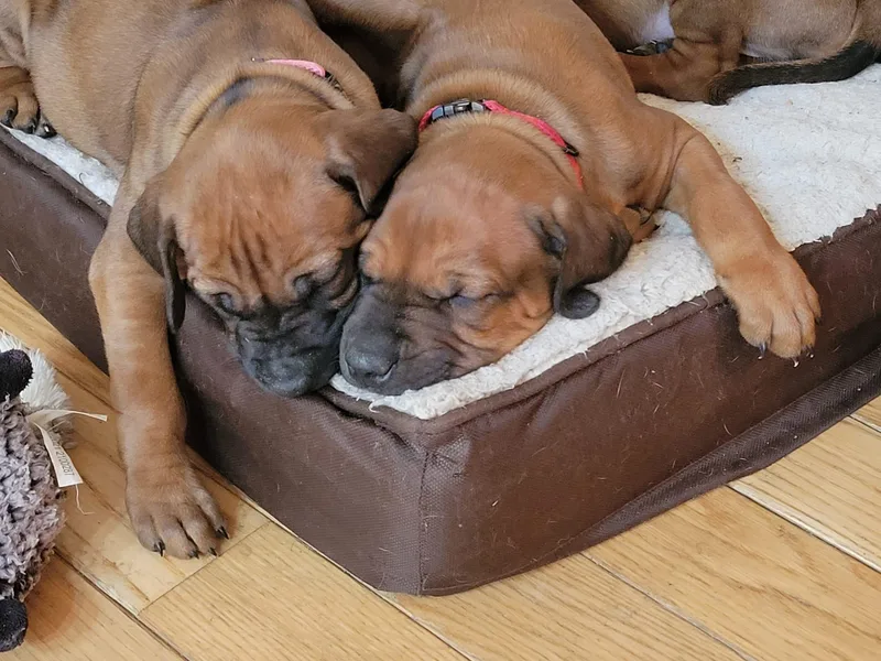 High Desert Ridgeback