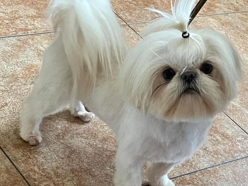 High Desert  Shih Tzu