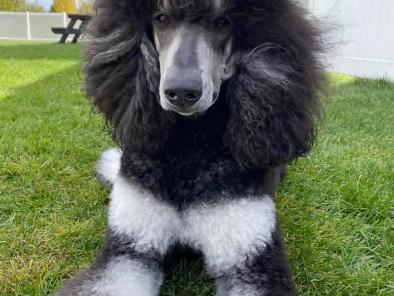 High Desert Standard Poodles