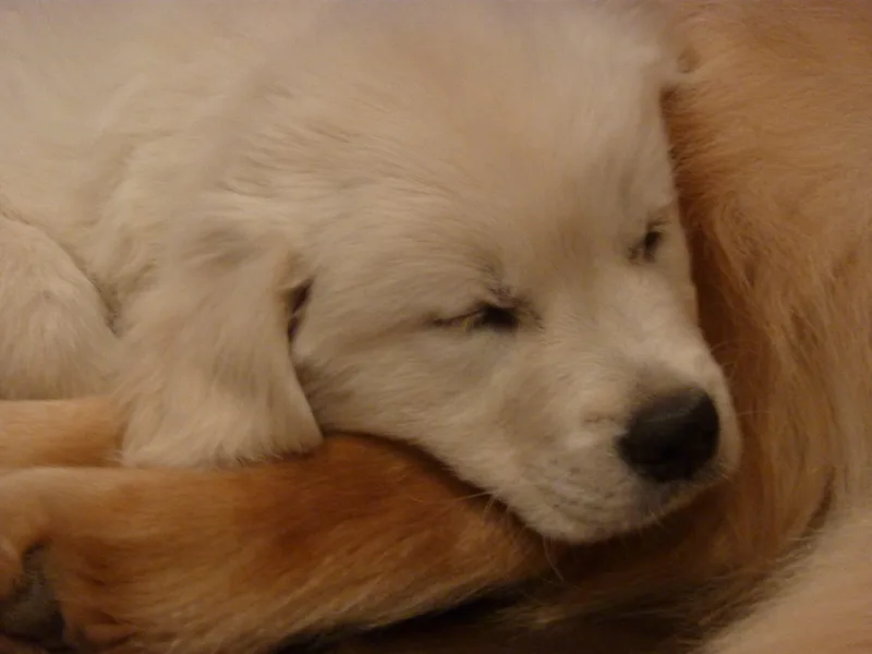 High Flyer Golden Retrievers